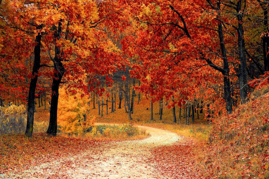Sentiero in un bosco d’autunno